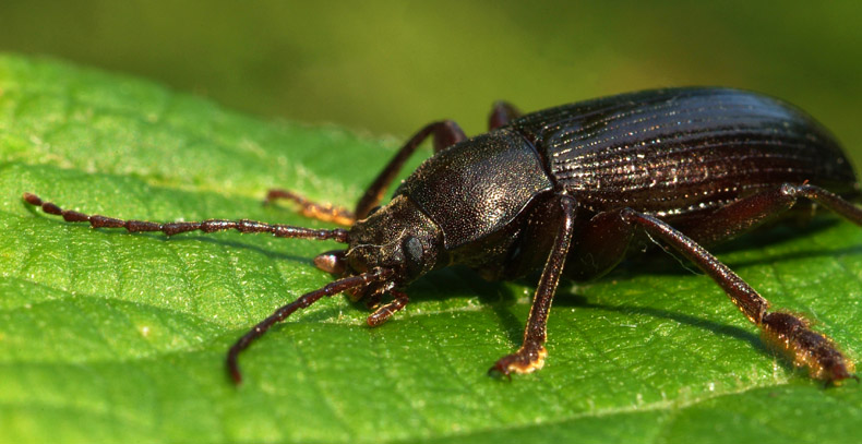 Helops caeruleus? Stenomax